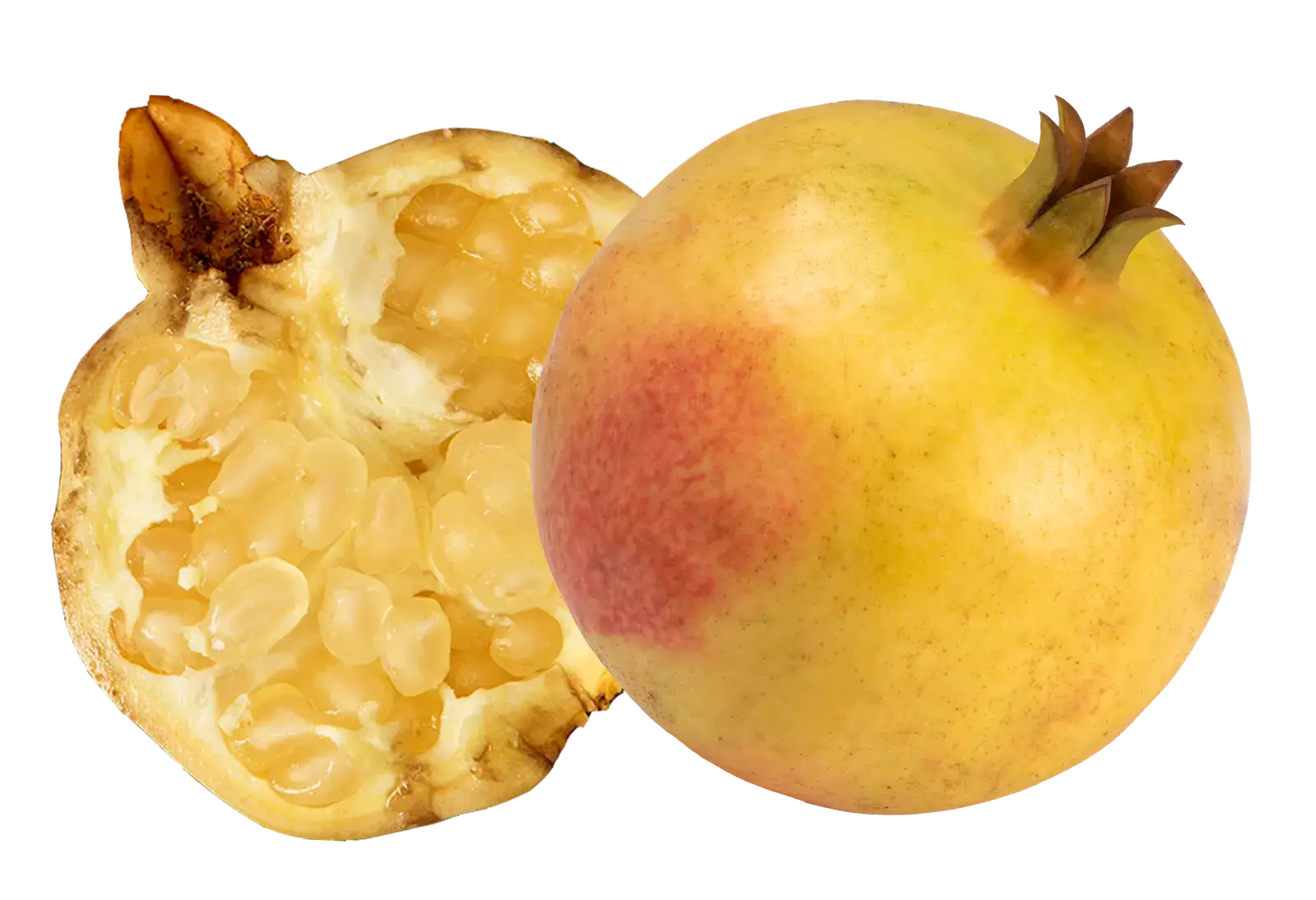 Pomewhite Image